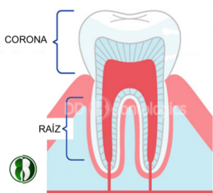 Dientes