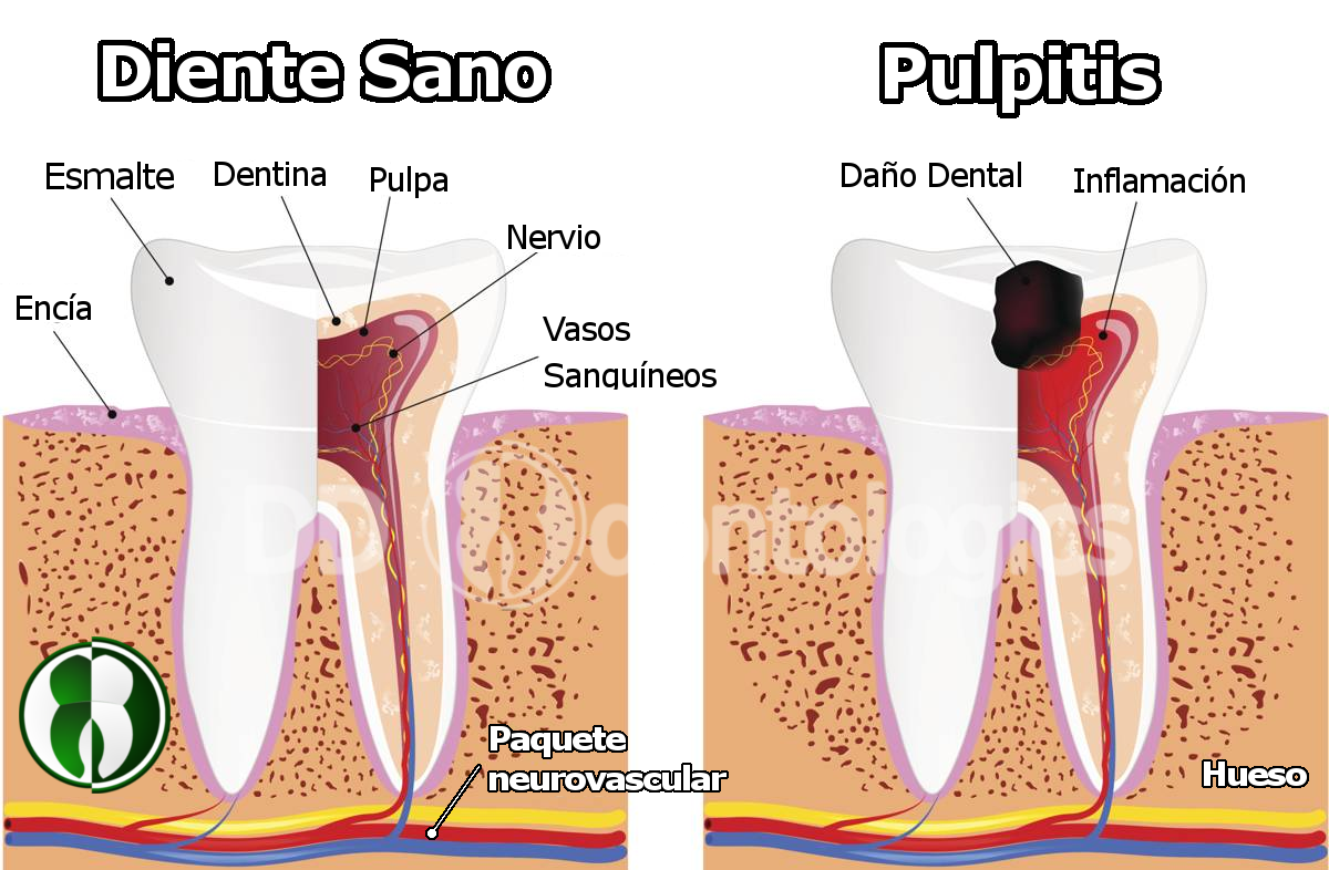 Conoce tus Dientes La información más completa sobre su cuidado